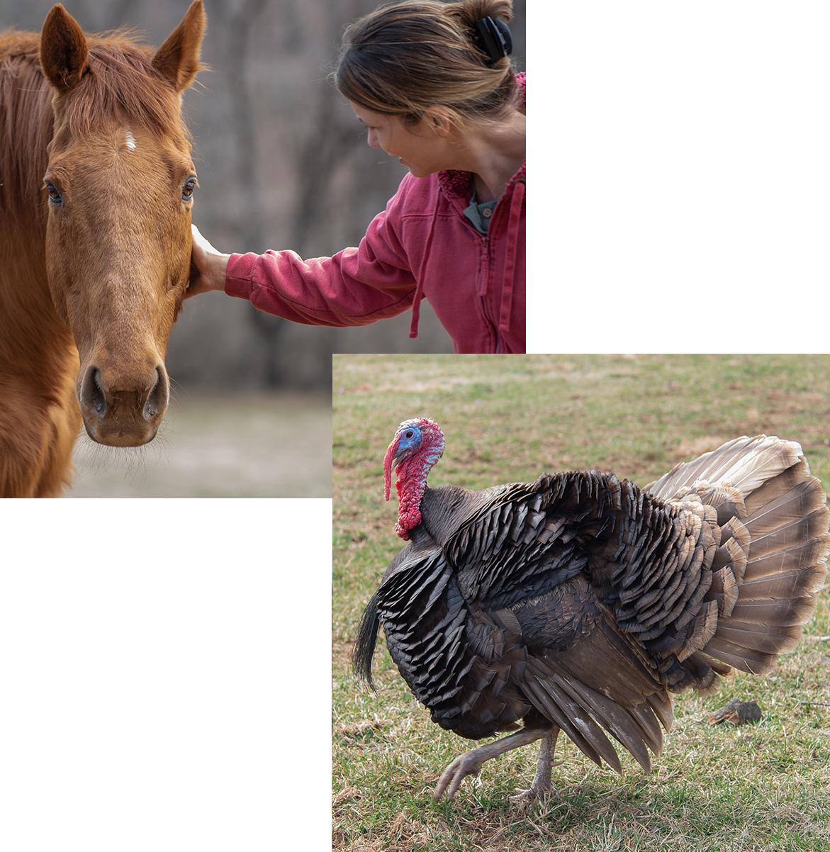 About The Mad Turkey Farm The Mad Turkey Farm - Virginia Animal Rescue Farm