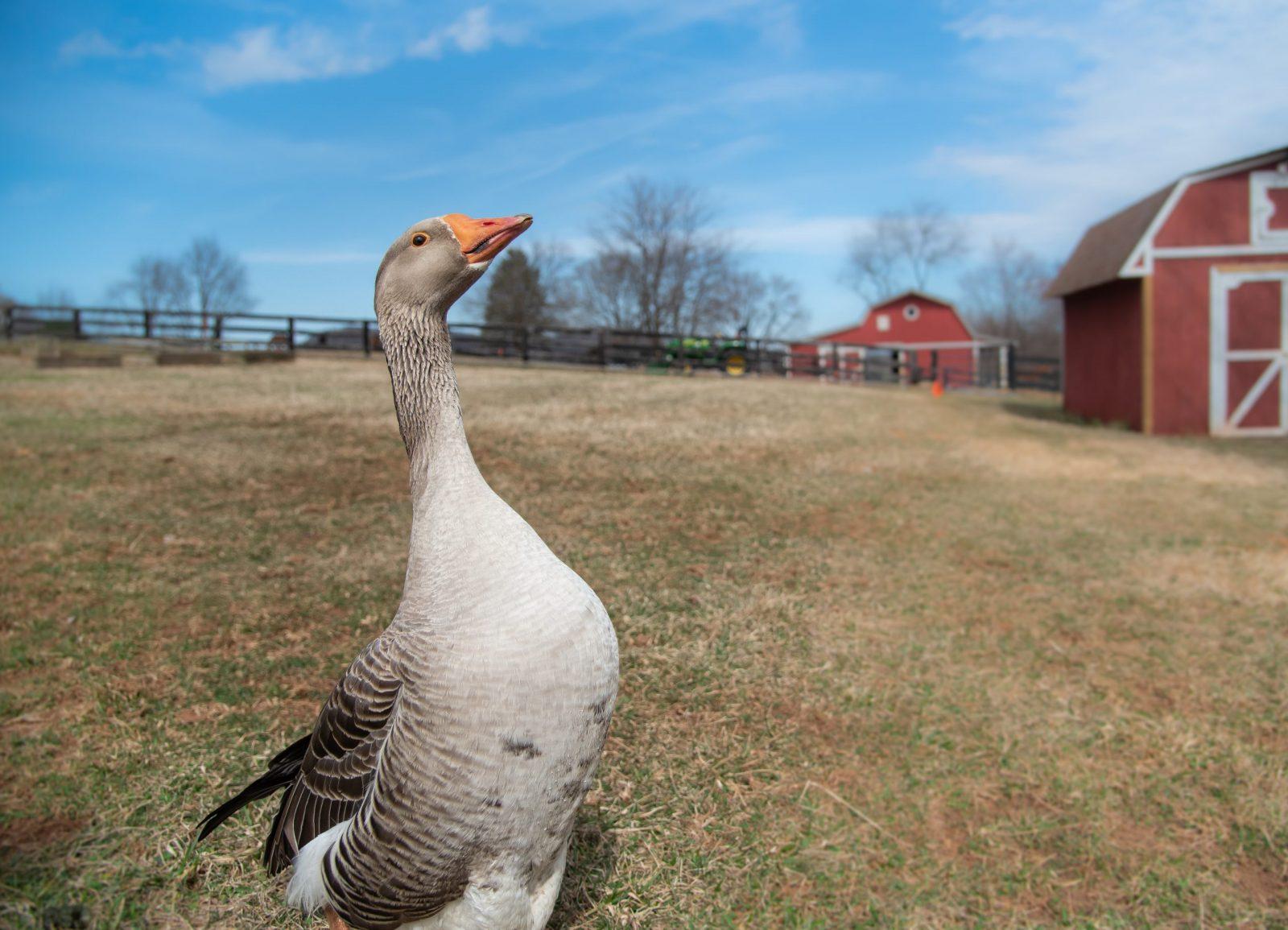 Meet The Animals Goose Meet The Animals Goose The Mad Turkey Farm - Virginia Animal Rescue Farm