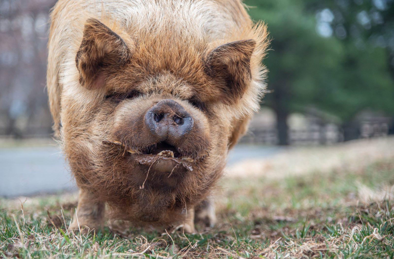 Meet The Animals Pig Meet The Animals Pig The Mad Turkey Farm - Virginia Animal Rescue Farm