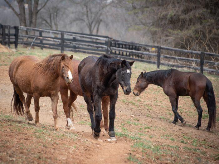 Rescuing Slaughter-Bound Horses The Mad Turkey Farm - Virginia Animal Rescue Farm