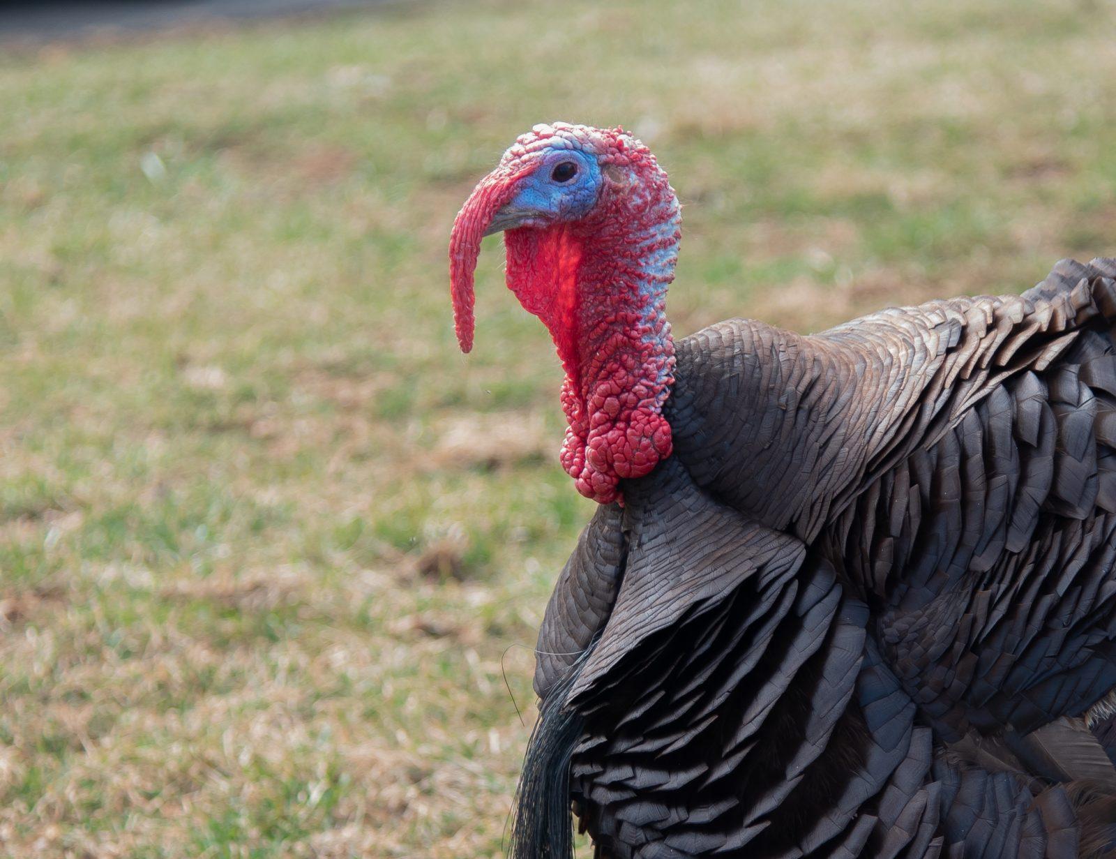 The Mad Turkey Farm - Virginia Animal Rescue Farm The Mad Turkey Farm - Virginia Animal Rescue Farm