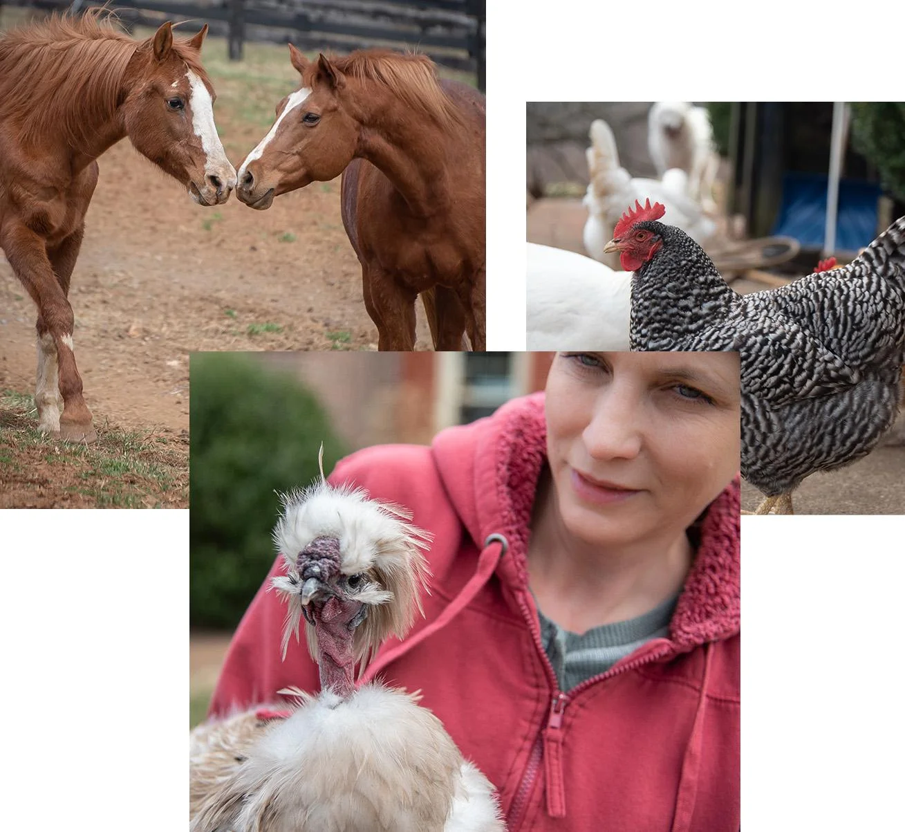 Virginia Animal Rescue - The Mad Turkey Farm