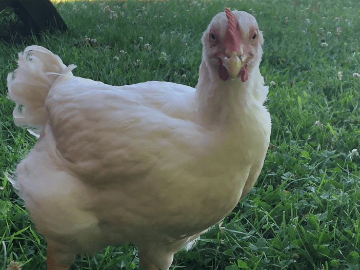 Cornish X rooster large