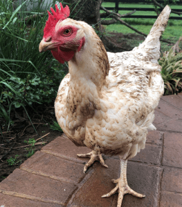 os rescue chicken Heather