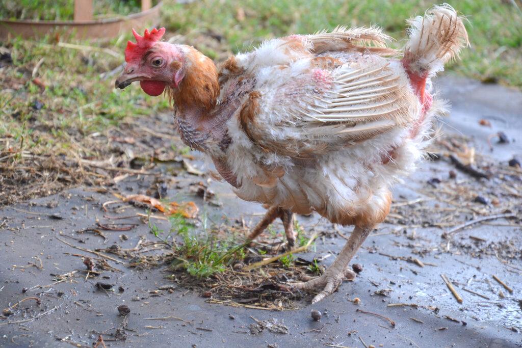 A hen rescued from a battery farm