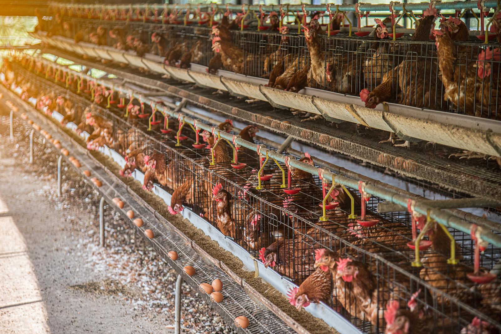 The Cruelty of Battery Farms A Closer Look The Mad Turkey Farm