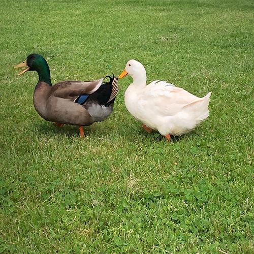 A flock of ducks