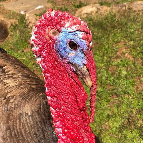 Boris the turkey