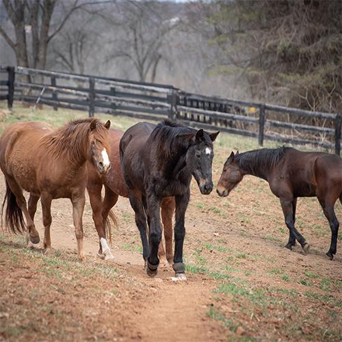 Horses