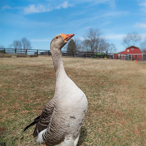 Lucky the goose